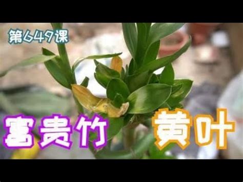 萬年青莖變黃